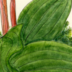 Calpso bulbosa leaf detail